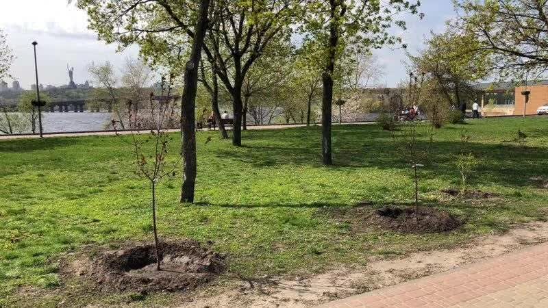 乌克兰马丽塔在苹果林荫道上种了16颗苹果树